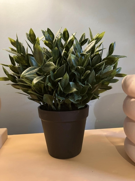 Bay Plant in pot Image